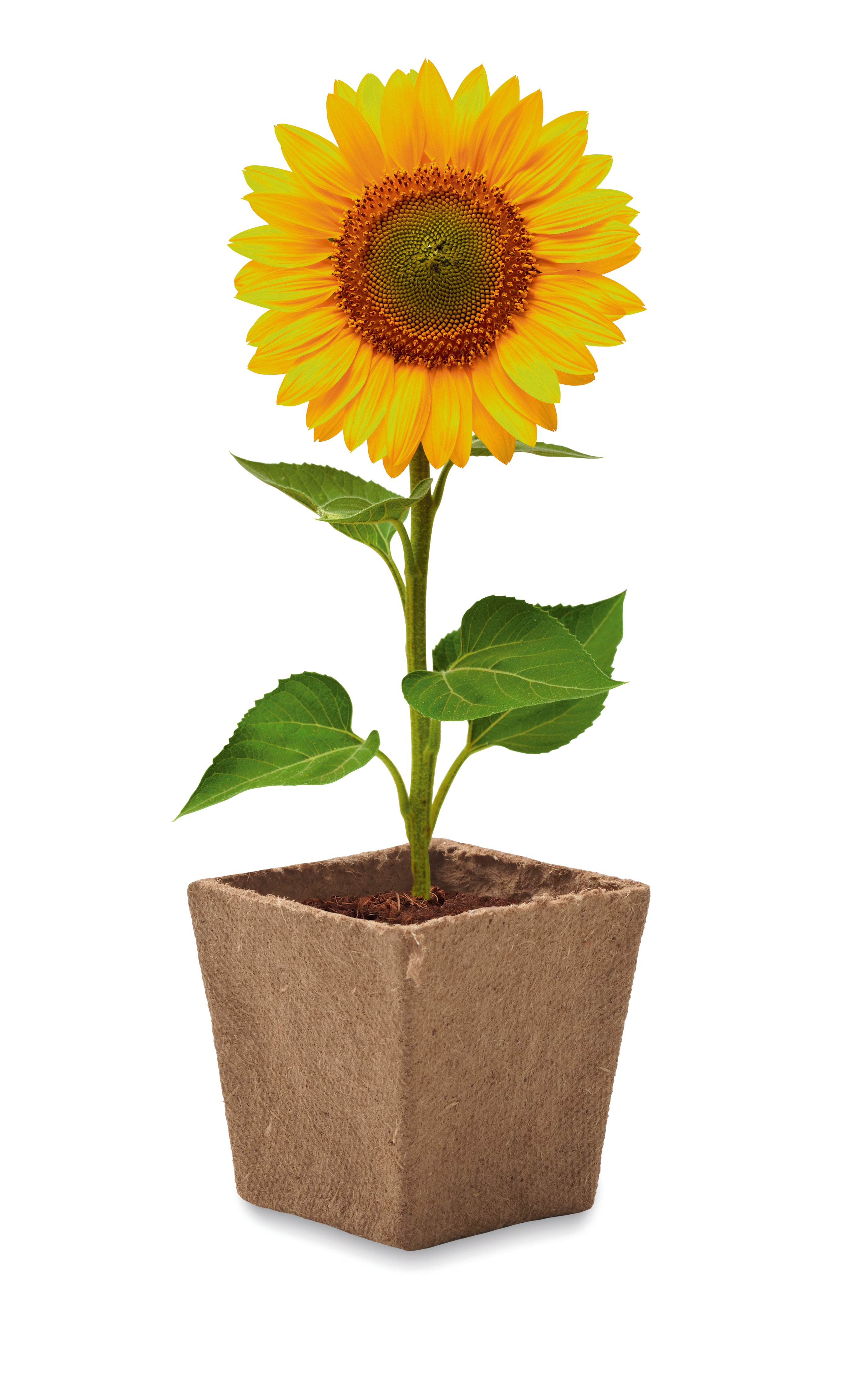 Kit pentru cultivarea florii-so